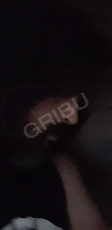 Bulldog1214139