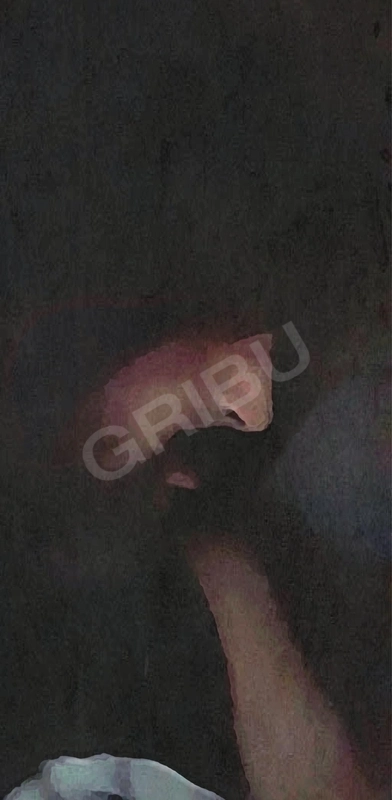 Bulldog1214138