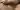leptospira