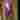 Niere