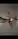 ParisMeitene69