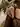 Anonymuss