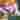 Niere