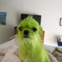 Mitohondrijs