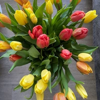 Ansis