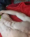 Объявление (8795736) - CrazyDick